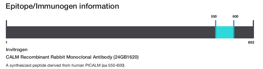 CALM Recombinant Rabbit Monoclonal Antibody (24GB1620)