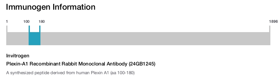 Plexin-A1 Recombinant Rabbit Monoclonal Antibody (24GB1245)