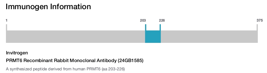 PRMT6 Recombinant Rabbit Monoclonal Antibody (24GB1585)