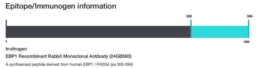 EBP1 Recombinant Rabbit Monoclonal Antibody (24GB580)