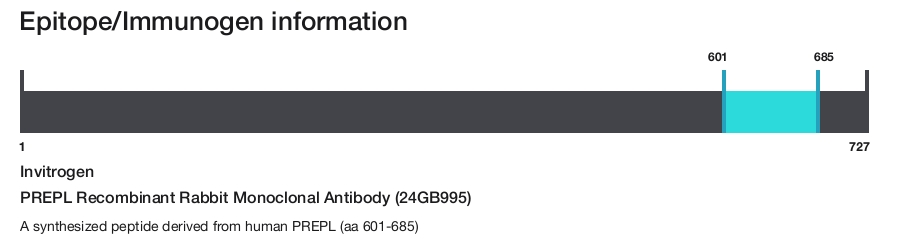 PREPL Recombinant Rabbit Monoclonal Antibody (24GB995)