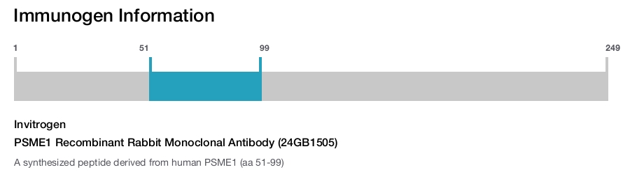 PSME1 Recombinant Rabbit Monoclonal Antibody (24GB1505)