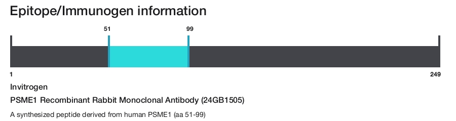 PSME1 Recombinant Rabbit Monoclonal Antibody (24GB1505)