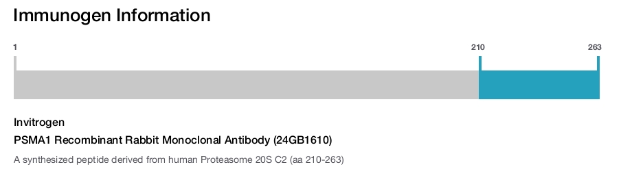 PSMA1 Recombinant Rabbit Monoclonal Antibody (24GB1610)