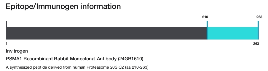 PSMA1 Recombinant Rabbit Monoclonal Antibody (24GB1610)