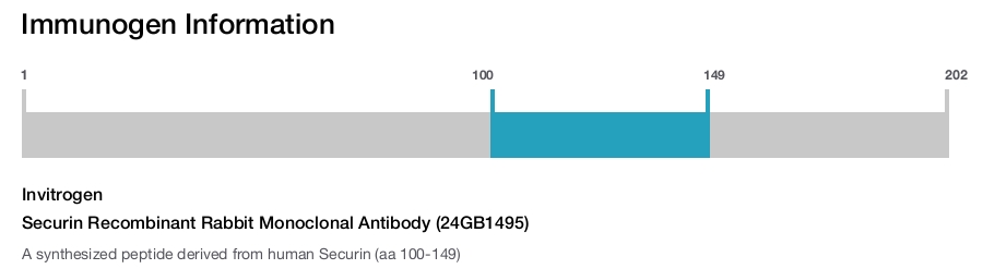 Securin Recombinant Rabbit Monoclonal Antibody (24GB1495)