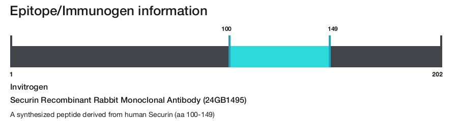 Securin Recombinant Rabbit Monoclonal Antibody (24GB1495)