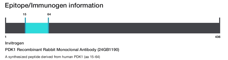 PDK1 Recombinant Rabbit Monoclonal Antibody (24GB1190)