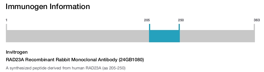 RAD23A Recombinant Rabbit Monoclonal Antibody (24GB1080)