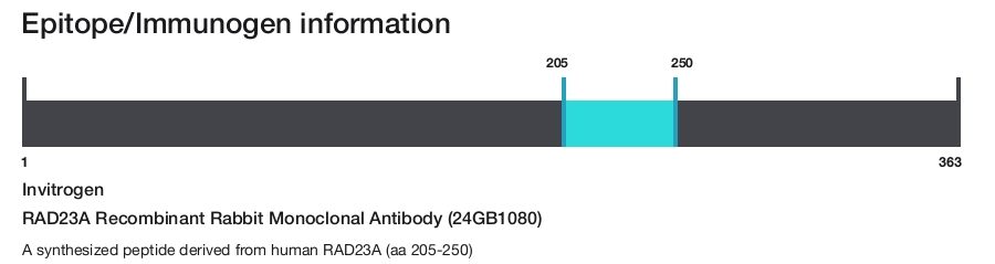 RAD23A Recombinant Rabbit Monoclonal Antibody (24GB1080)