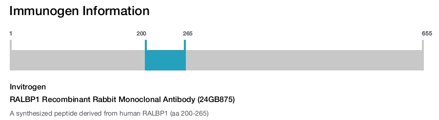 RALBP1 Recombinant Rabbit Monoclonal Antibody (24GB875)