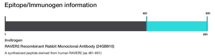 RAVER2 Recombinant Rabbit Monoclonal Antibody (24GB810)