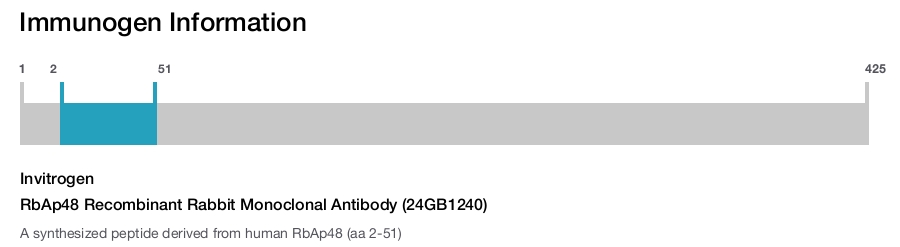 RbAp48 Recombinant Rabbit Monoclonal Antibody (24GB1240)