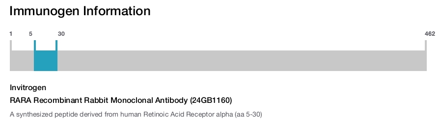 RARA Recombinant Rabbit Monoclonal Antibody (24GB1160)