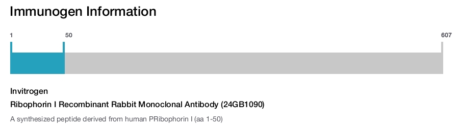 Ribophorin I Recombinant Rabbit Monoclonal Antibody (24GB1090)