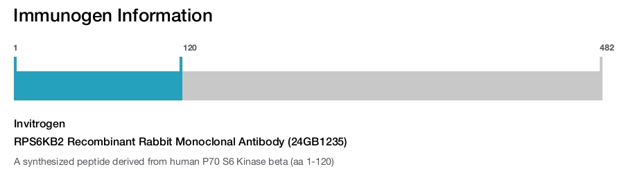 RPS6KB2 Recombinant Rabbit Monoclonal Antibody (24GB1235)