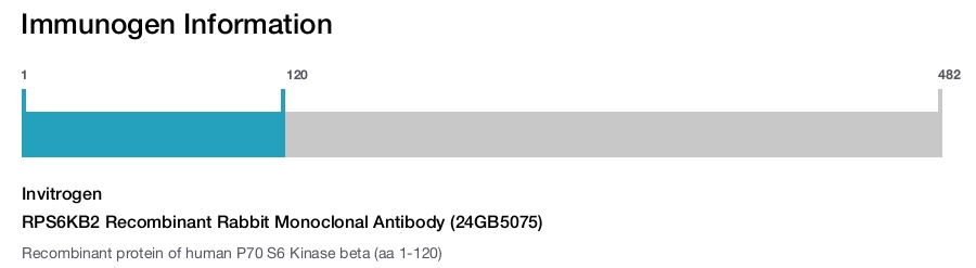 RPS6KB2 Recombinant Rabbit Monoclonal Antibody (24GB5075)