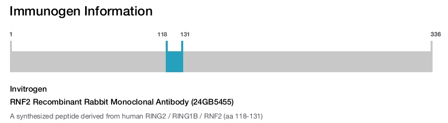 RNF2 Recombinant Rabbit Monoclonal Antibody (24GB5455)