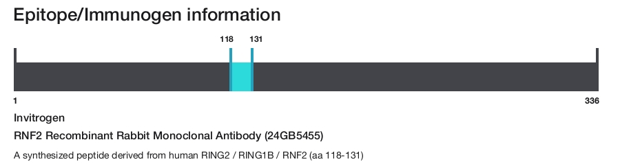 RNF2 Recombinant Rabbit Monoclonal Antibody (24GB5455)
