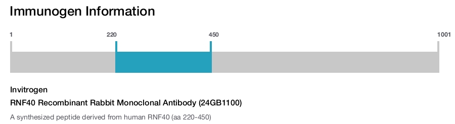 RNF40 Recombinant Rabbit Monoclonal Antibody (24GB1100)