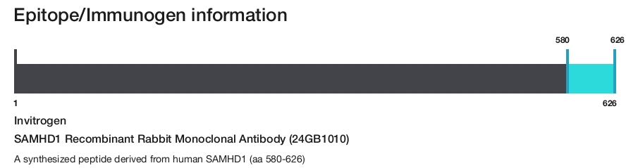 SAMHD1 Recombinant Rabbit Monoclonal Antibody (24GB1010)