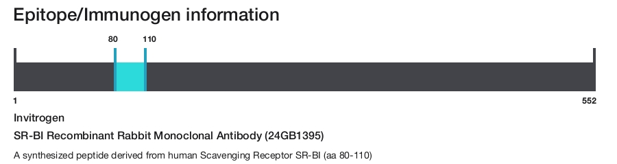 SR-BI Recombinant Rabbit Monoclonal Antibody (24GB1395)