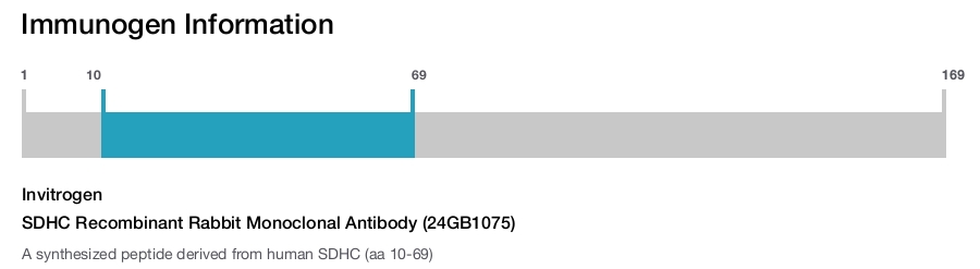 SDHC Recombinant Rabbit Monoclonal Antibody (24GB1075)