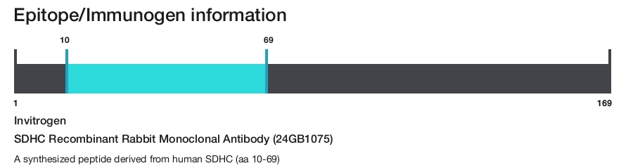 SDHC Recombinant Rabbit Monoclonal Antibody (24GB1075)