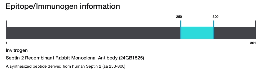 Septin 2 Recombinant Rabbit Monoclonal Antibody (24GB1525)