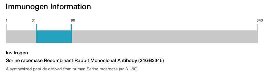 Serine racemase Recombinant Rabbit Monoclonal Antibody (24GB2345)