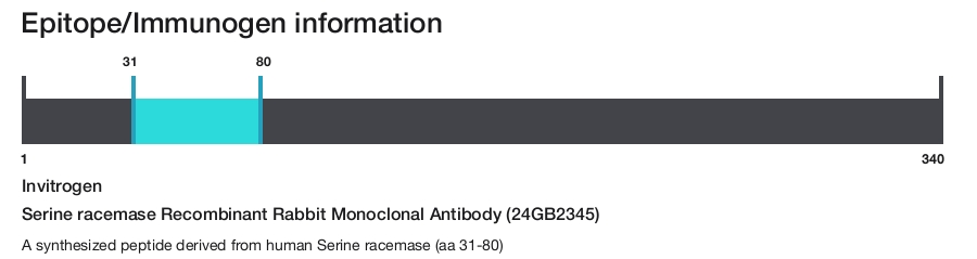 Serine racemase Recombinant Rabbit Monoclonal Antibody (24GB2345)