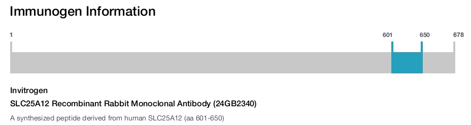 SLC25A12 Recombinant Rabbit Monoclonal Antibody (24GB2340)