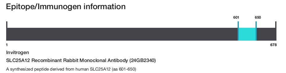 SLC25A12 Recombinant Rabbit Monoclonal Antibody (24GB2340)