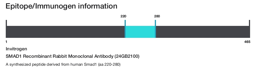 SMAD1 Recombinant Rabbit Monoclonal Antibody (24GB2100)