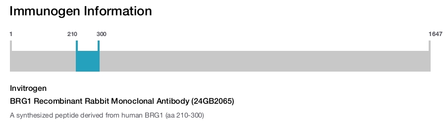 BRG1 Recombinant Rabbit Monoclonal Antibody (24GB2065)
