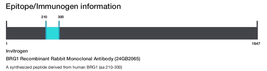 BRG1 Recombinant Rabbit Monoclonal Antibody (24GB2065)