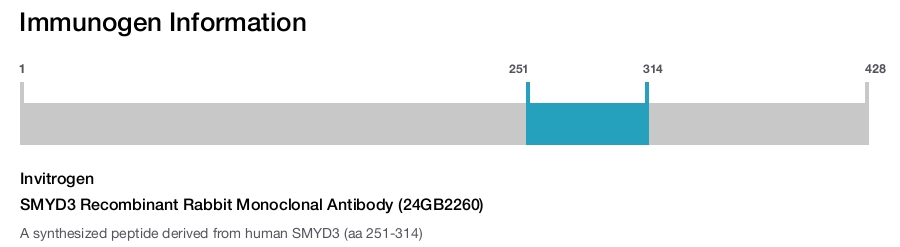 SMYD3 Recombinant Rabbit Monoclonal Antibody (24GB2260)