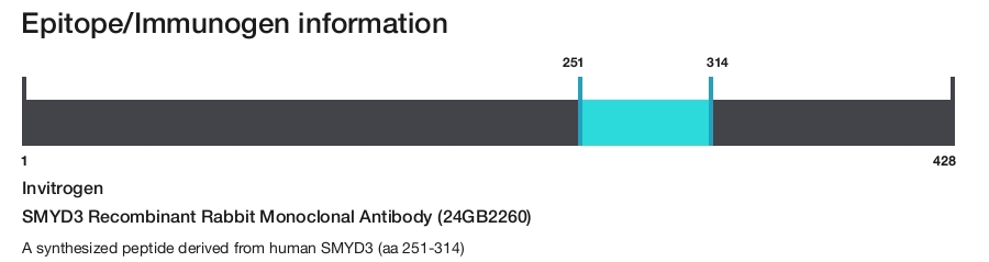 SMYD3 Recombinant Rabbit Monoclonal Antibody (24GB2260)