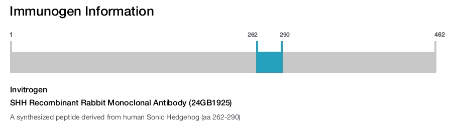 SHH Recombinant Rabbit Monoclonal Antibody (24GB1925)