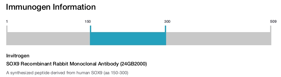 SOX9 Recombinant Rabbit Monoclonal Antibody (24GB2000)