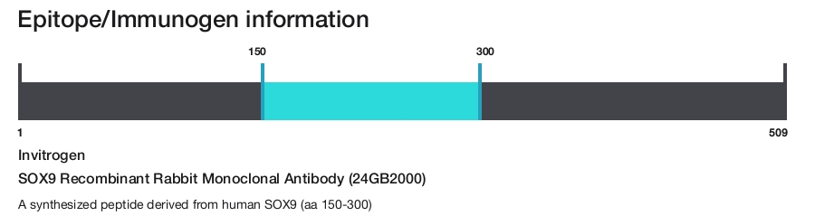 SOX9 Recombinant Rabbit Monoclonal Antibody (24GB2000)