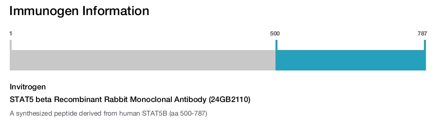 STAT5 beta Recombinant Rabbit Monoclonal Antibody (24GB2110)