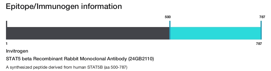 STAT5 beta Recombinant Rabbit Monoclonal Antibody (24GB2110)