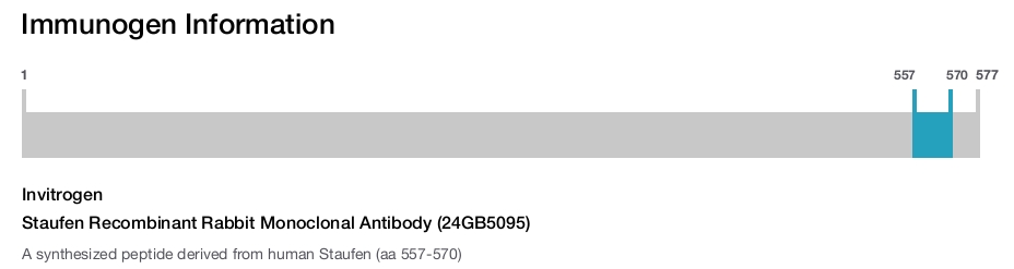 Staufen Recombinant Rabbit Monoclonal Antibody (24GB5095)