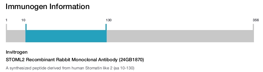STOML2 Recombinant Rabbit Monoclonal Antibody (24GB1870)