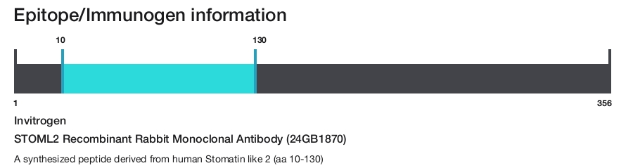 STOML2 Recombinant Rabbit Monoclonal Antibody (24GB1870)