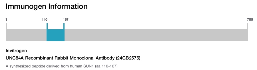 UNC84A Recombinant Rabbit Monoclonal Antibody (24GB2575)