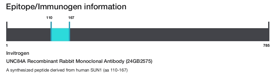 UNC84A Recombinant Rabbit Monoclonal Antibody (24GB2575)