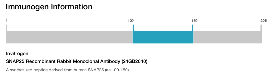 SNAP25 Recombinant Rabbit Monoclonal Antibody (24GB2640)