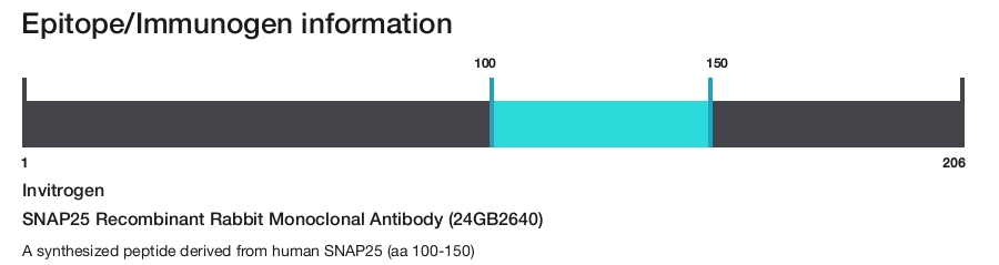 SNAP25 Recombinant Rabbit Monoclonal Antibody (24GB2640)